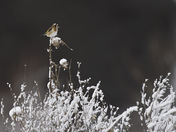 Tikli, European Goldfinch, Carduelis carduelis